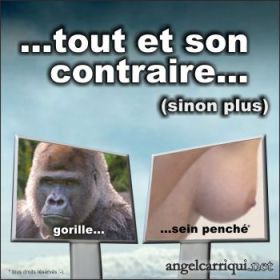 tout et son contraire 001