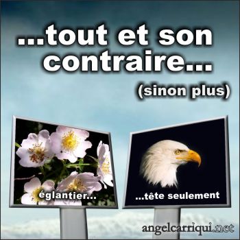 tout et son contraire 001